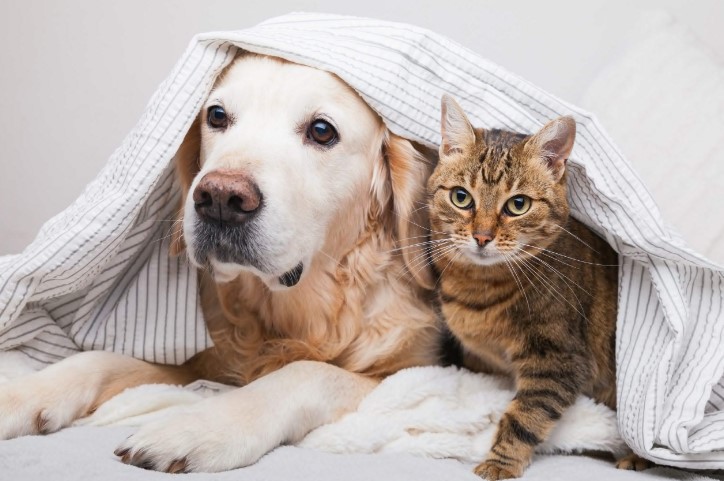 Dog & Cat Breeds: Exploring the World of Furry Companions