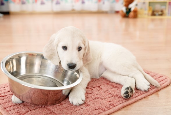 Essential Puppy Supplies – Must-Haves for New Pet Parents