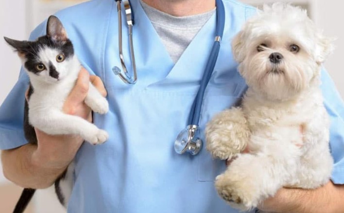 Essential Tips for Choosing the Right Veterinary Clinic for Your Pet
