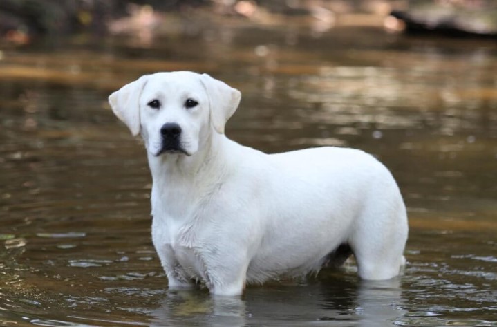 English Labradors: The Gentle Giants with Hearts of Gold