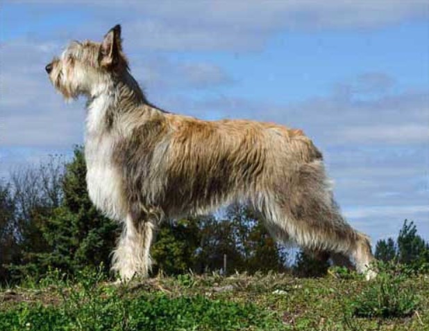 Berger Picard Dog Breed