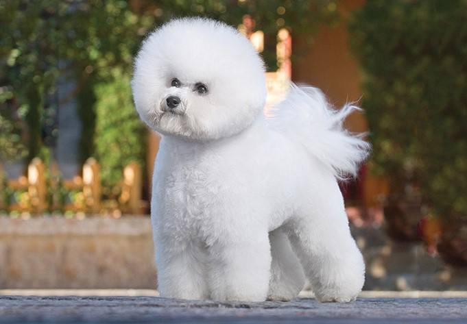 Bichon Frise Dog Breed: Your Comprehensive Guide to a Beloved Companion