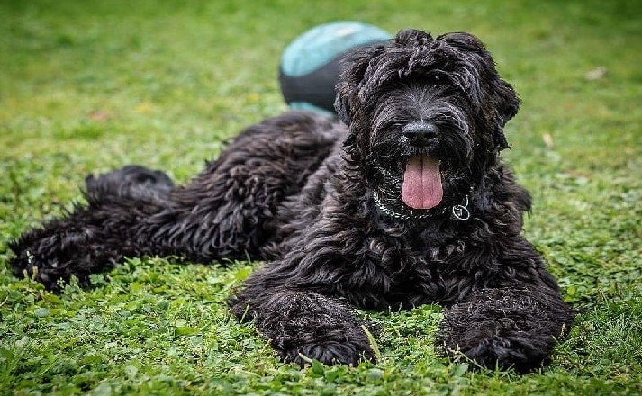 Black Russian Terrier Dog Breed