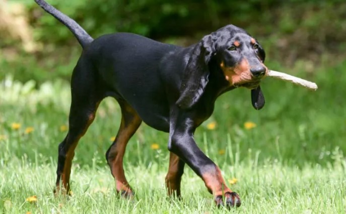 Unraveling the Black and Tan Coonhound: A Versatile Hunting Companion