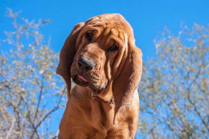 Bloodhound Dog Breed