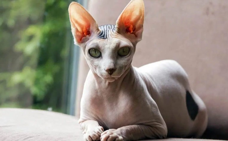 Peterbald Cat Breed