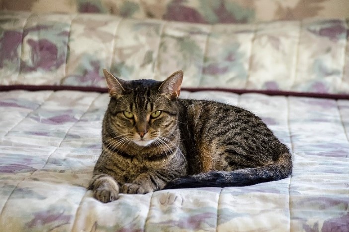 The Pixiebob Cat Breed: A Comprehensive Guide