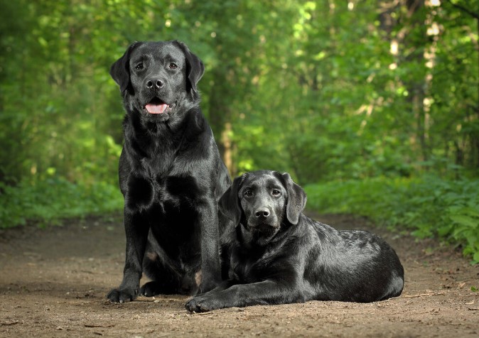 From Pup to Pal: Nurturing Your Black Labrador’s Development