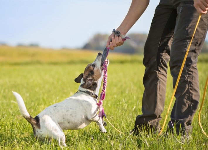 The Role of Playtime in Your Dog’s Wellbeing