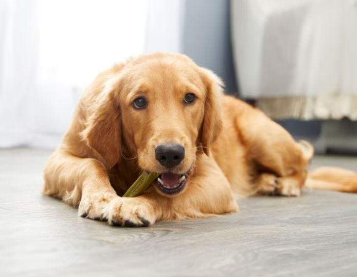 Natural Dog Treats: A Healthy Choice for Your Dogs