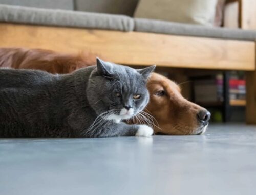 Compassionate In-Home Pet Euthanasia for Dogs and Cats