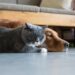 Compassionate In-Home Pet Euthanasia for Dogs and Cats