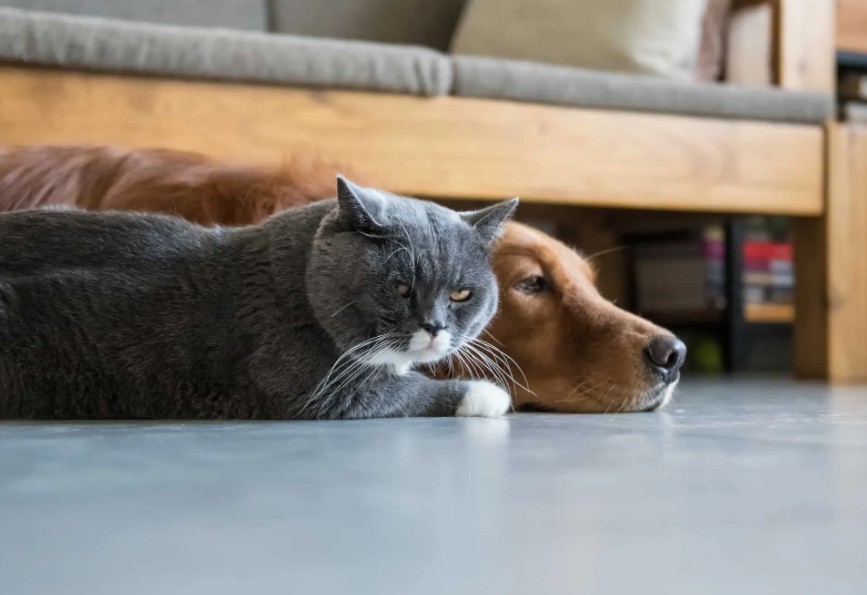 Compassionate In-Home Pet Euthanasia for Dogs and Cats