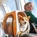 5 Questions to Ask Before Booking a Flight Nanny for Your Puppy