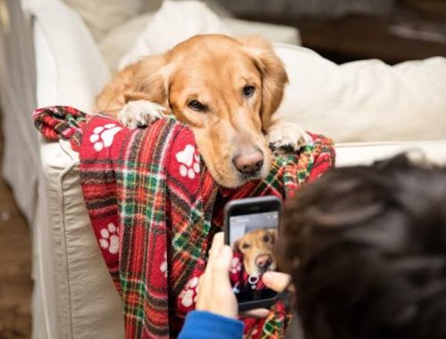 Building a Safer Online Information Trail for Pet Owners