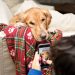 Building a Safer Online Information Trail for Pet Owners