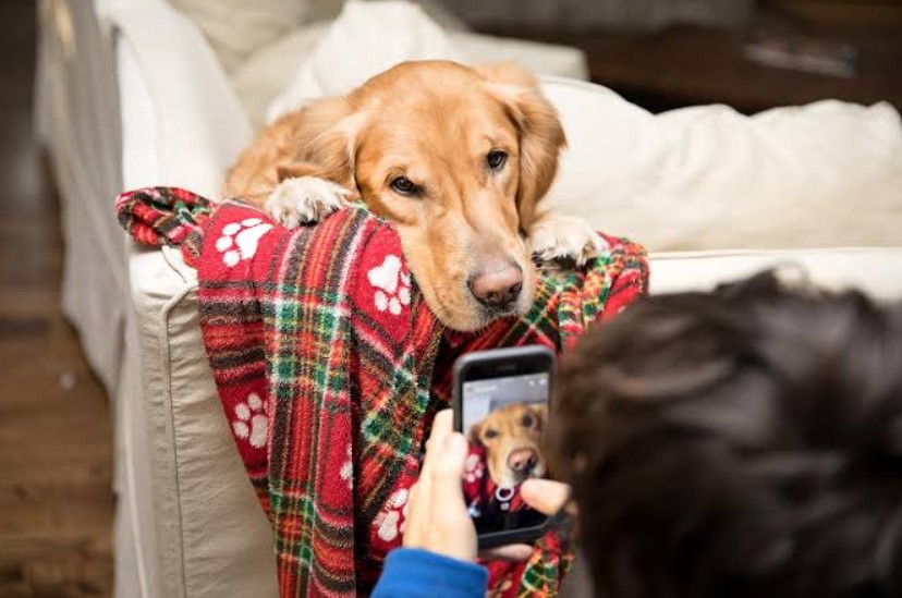 Building a Safer Online Information Trail for Pet Owners