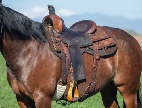 Your First Western Saddle: Prepare for the Fitting