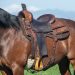Your First Western Saddle: Prepare for the Fitting