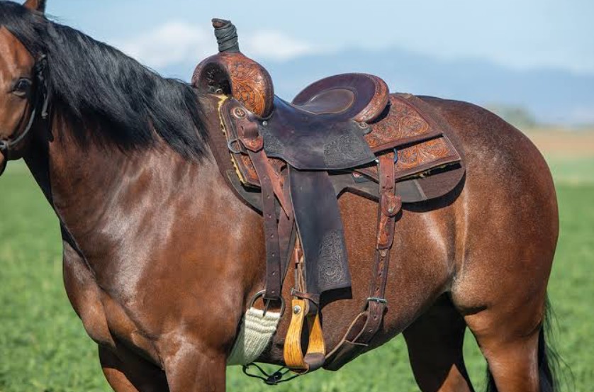 Your First Western Saddle: Prepare for the Fitting